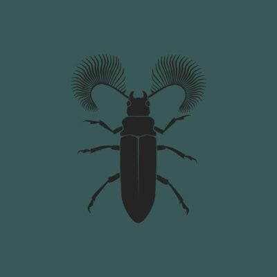 Featherhorned Beetle EP